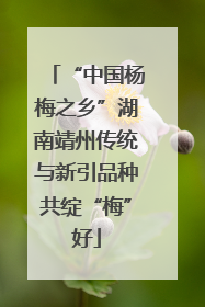 “中国杨梅之乡”湖南靖州传统与新引品种共绽“梅”好