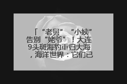 “老舅”“小姨”告别“姥爷”！大连9头斑海豹重归大海，海洋世界：它们已具备野外生存能力