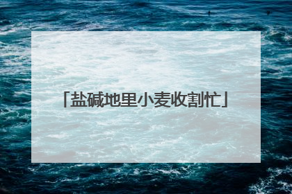 盐碱地里小麦收割忙