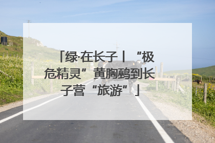 绿·在长子丨“极危精灵”黄胸鹀到长子营“旅游”