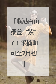 临港百亩桑葚“紫”了！采摘期可至7月初