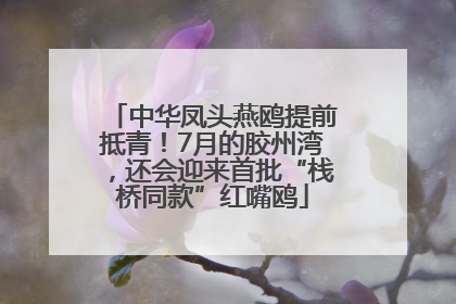 中华凤头燕鸥提前抵青！7月的胶州湾，还会迎来首批“栈桥同款”红嘴鸥
