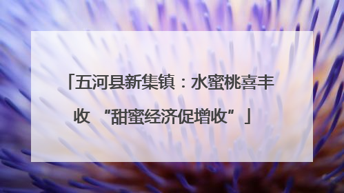 五河县新集镇：水蜜桃喜丰收 “甜蜜经济促增收”