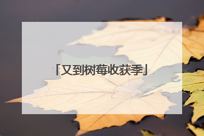 又到树莓收获季