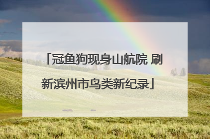 冠鱼狗现身山航院 刷新滨州市鸟类新纪录