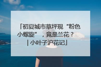 初夏城市草坪现“粉色小螺旋”，竟是兰花？ | 小叶子沪花记