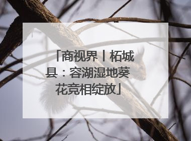 商视界丨柘城县：容湖湿地葵花竞相绽放
