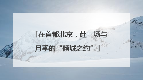 在首都北京，赴一场与月季的“倾城之约”