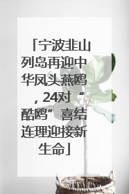 宁波韭山列岛再迎中华凤头燕鸥，24对“酷鸥”喜结连理迎接新生命