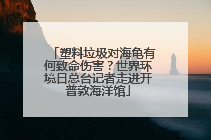 塑料垃圾对海龟有何致命伤害？世界环境日总台记者走进开普敦海洋馆