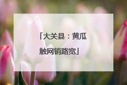 大关县：黄瓜触网销路宽