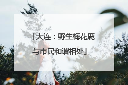 大连：野生梅花鹿与市民和谐相处