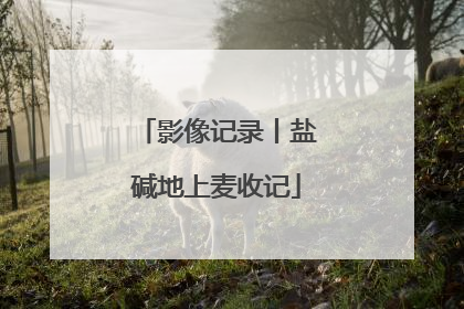 影像记录丨盐碱地上麦收记
