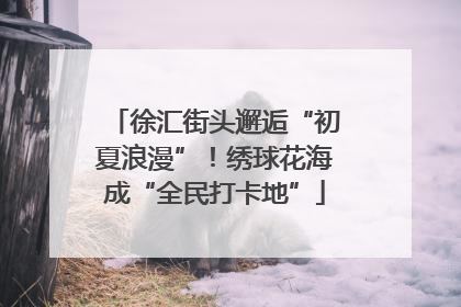 徐汇街头邂逅“初夏浪漫”！绣球花海成“全民打卡地”