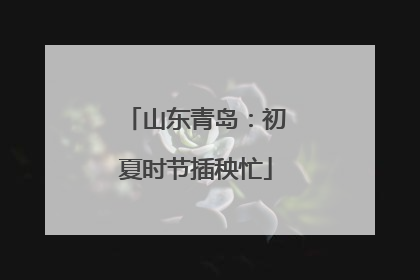 山东青岛：初夏时节插秧忙
