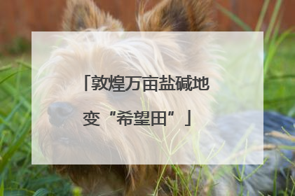 敦煌万亩盐碱地变“希望田”