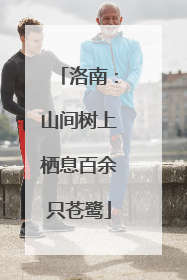 洛南：山间树上栖息百余只苍鹭