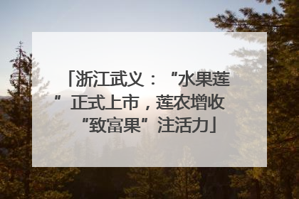 浙江武义：“水果莲”正式上市，莲农增收“致富果”注活力