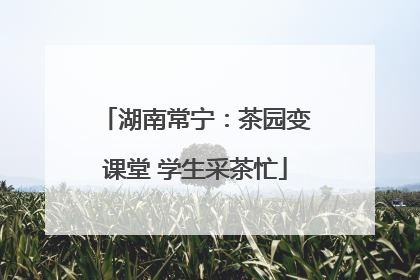 湖南常宁：茶园变课堂 学生采茶忙