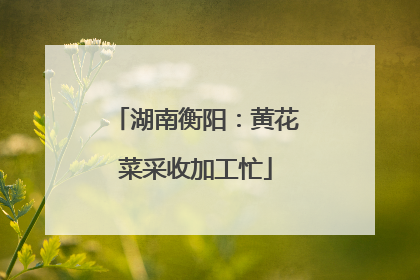 湖南衡阳：黄花菜采收加工忙