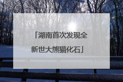 湖南首次发现全新世大熊猫化石