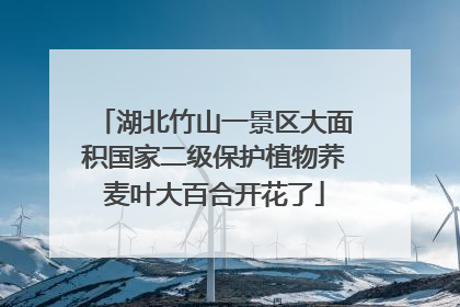 湖北竹山一景区大面积国家二级保护植物荞麦叶大百合开花了