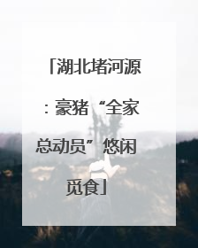 湖北堵河源:豪猪“全家总动员”悠闲觅食