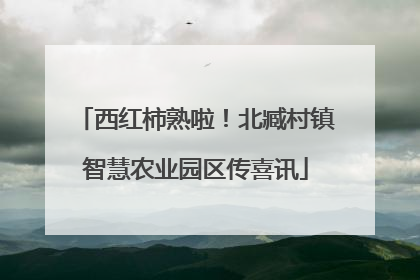 西红柿熟啦！北臧村镇智慧农业园区传喜讯