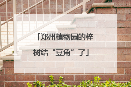 郑州植物园的梓树结“豆角”了