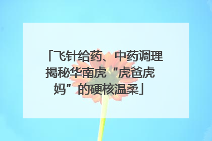 飞针给药、中药调理 揭秘华南虎“虎爸虎妈”的硬核温柔