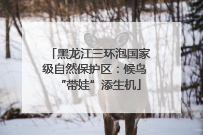 黑龙江三环泡国家级自然保护区：候鸟“带娃”添生机