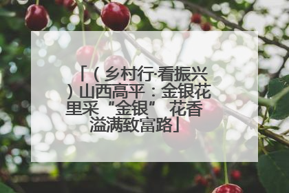 （乡村行·看振兴）山西高平：金银花里采“金银” 花香溢满致富路
